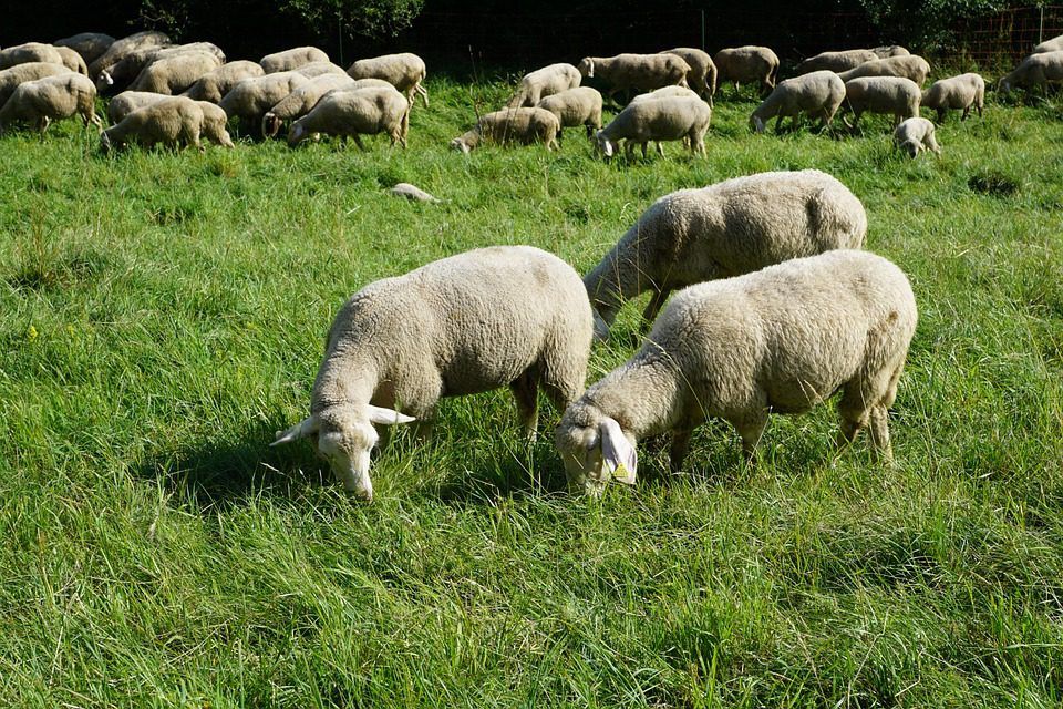 Sheep trade: Spring lamb and hogget quotes drop by 50c/kg