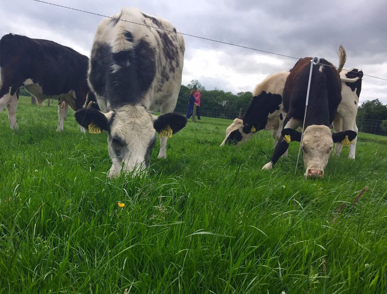 'Marketing additional beef volumes next year won't be hugely difficult'