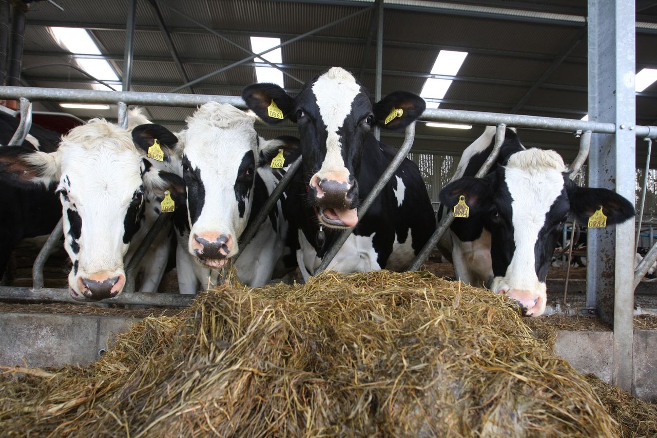 Dairy cow numbers up 10% in December 2015 on the previous year - CSO
