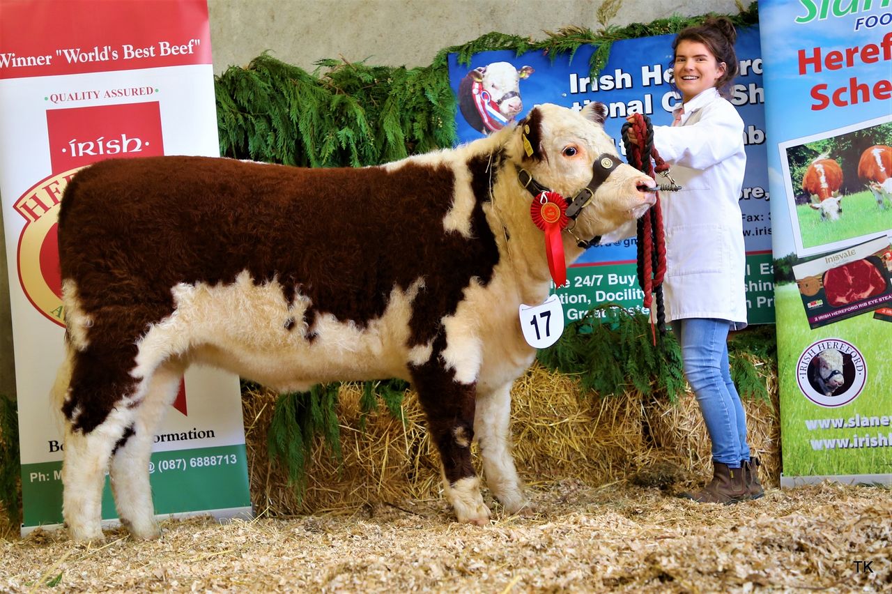 Pics: Irish Hereford Calf Show sees over 100 animals compete