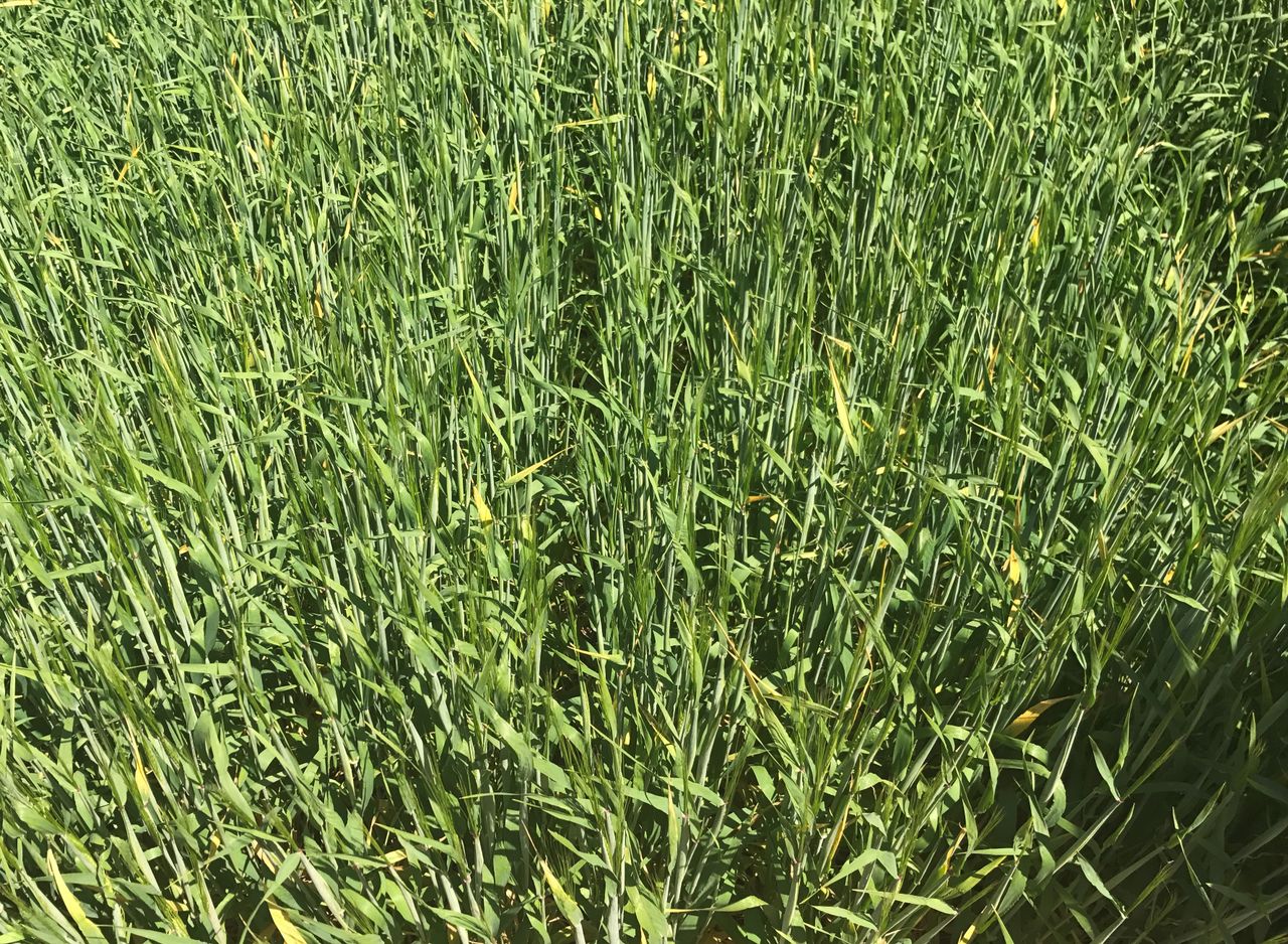 Get the sprayer out for fungicides...not BYDV