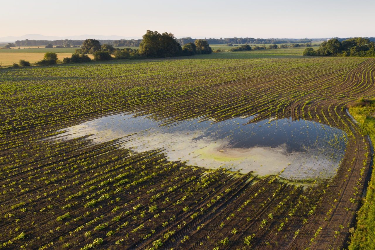 Report: Risk to crop yields as Ireland projected to get warmer and wetter