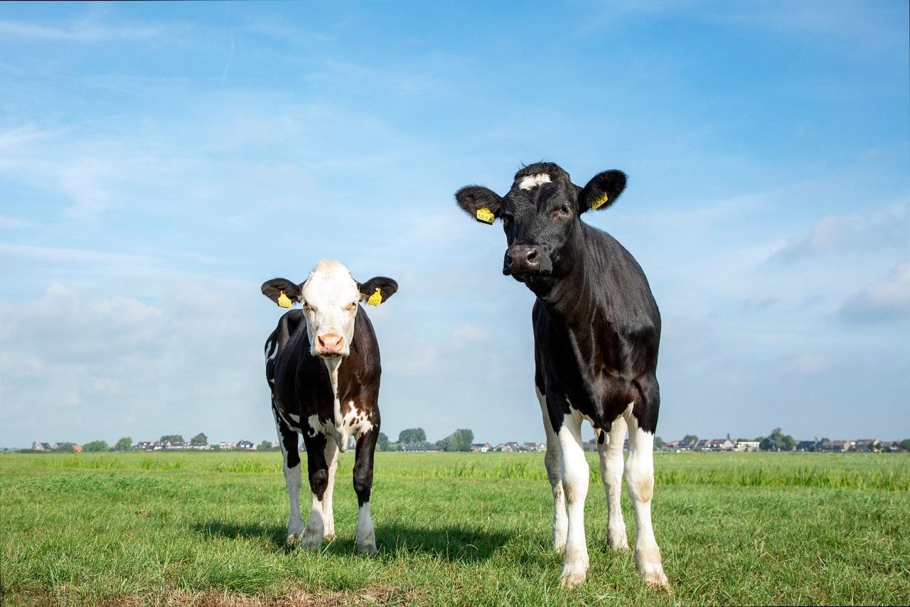 Are trace element deficiencies holding back your weaned calves?