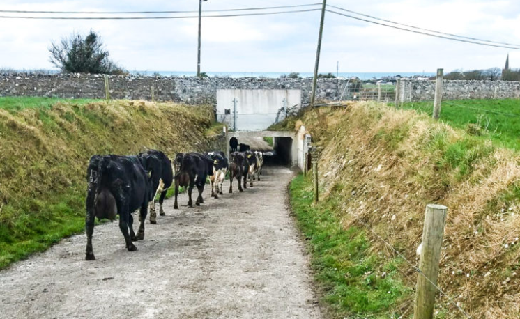 Can mineral supplementation reduce the incidence of lameness in a dairy herd?
