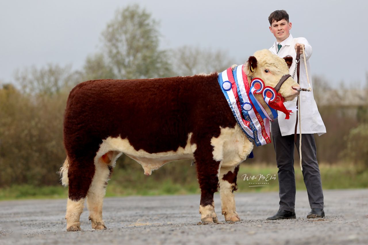 Results: National Hereford breed event at GVM Tullamore