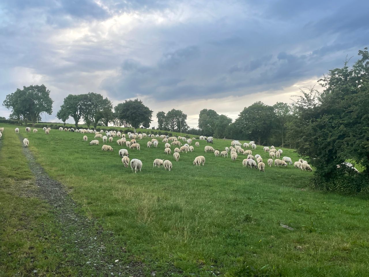 Heydon opens new €22 million National Sheep Welfare Scheme