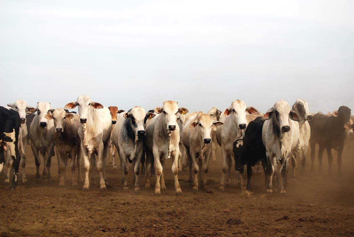 Mercosur trade deal faces growing resistance in Europe