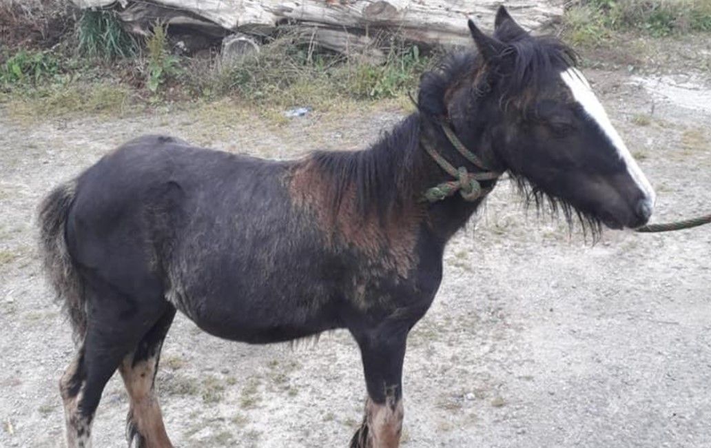 Gardaí investigating horses loose on road seize animals in Tipperary