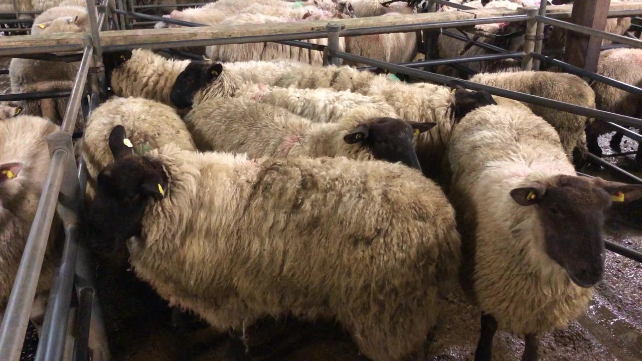 Sheep trade: Hogget prices rise by up to 50c/kg in a week