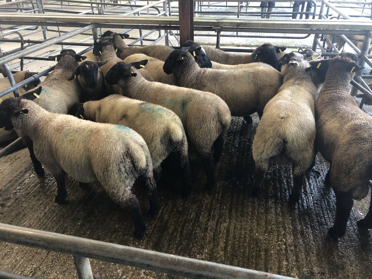 Lamb prices rising due to 'substantial demand'