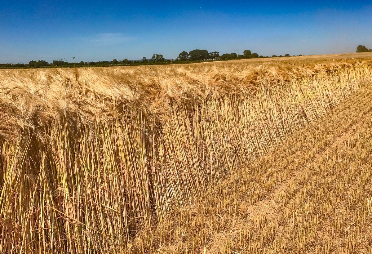 Harvest update: Farmers generally pleased with winter barley crops