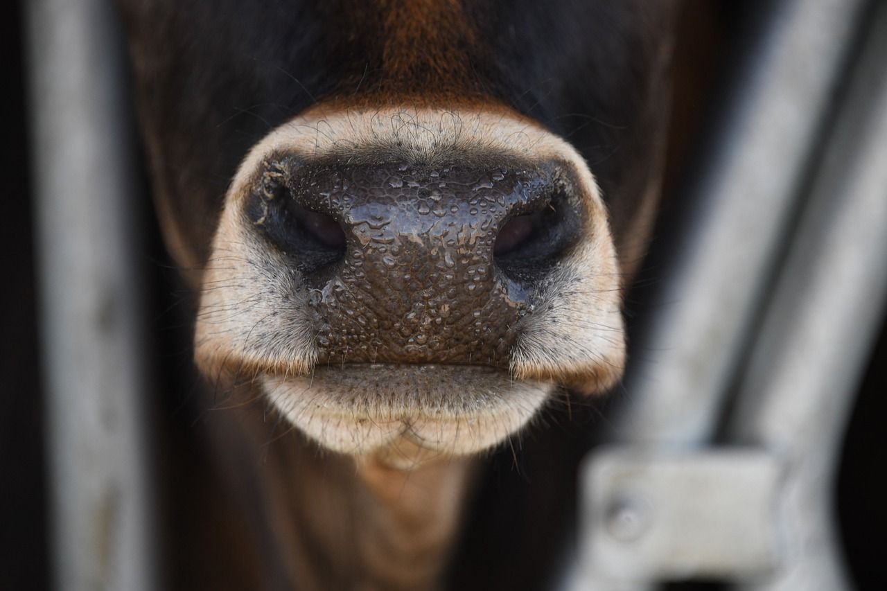 DAERA to host webinar updating public on bluetongue virus