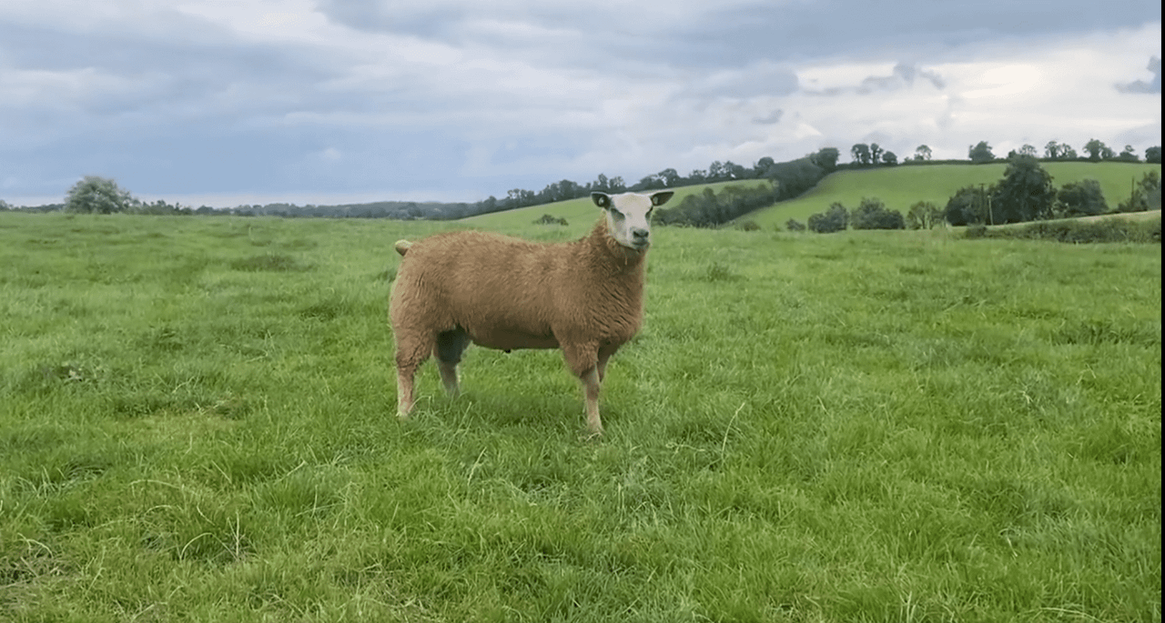 Video: Cavan breeder takes top price at Charollais sale