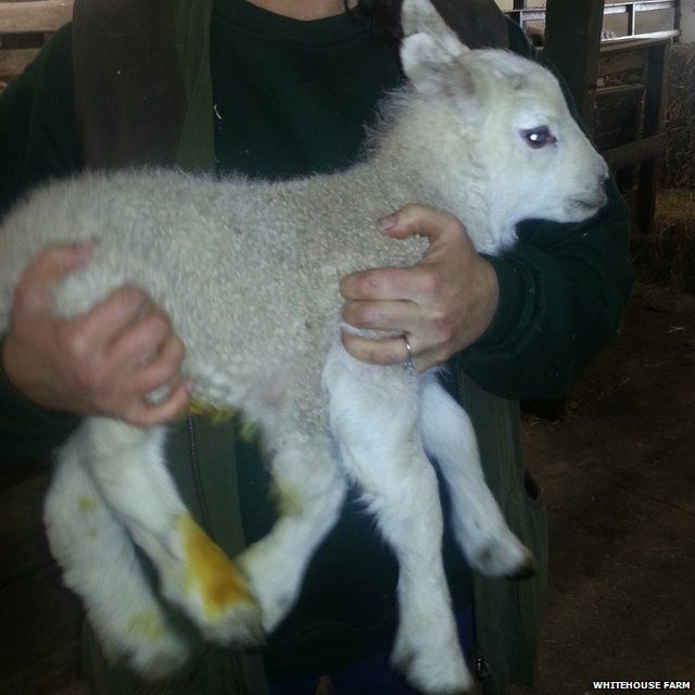 Five legged ewe gives birth to.....