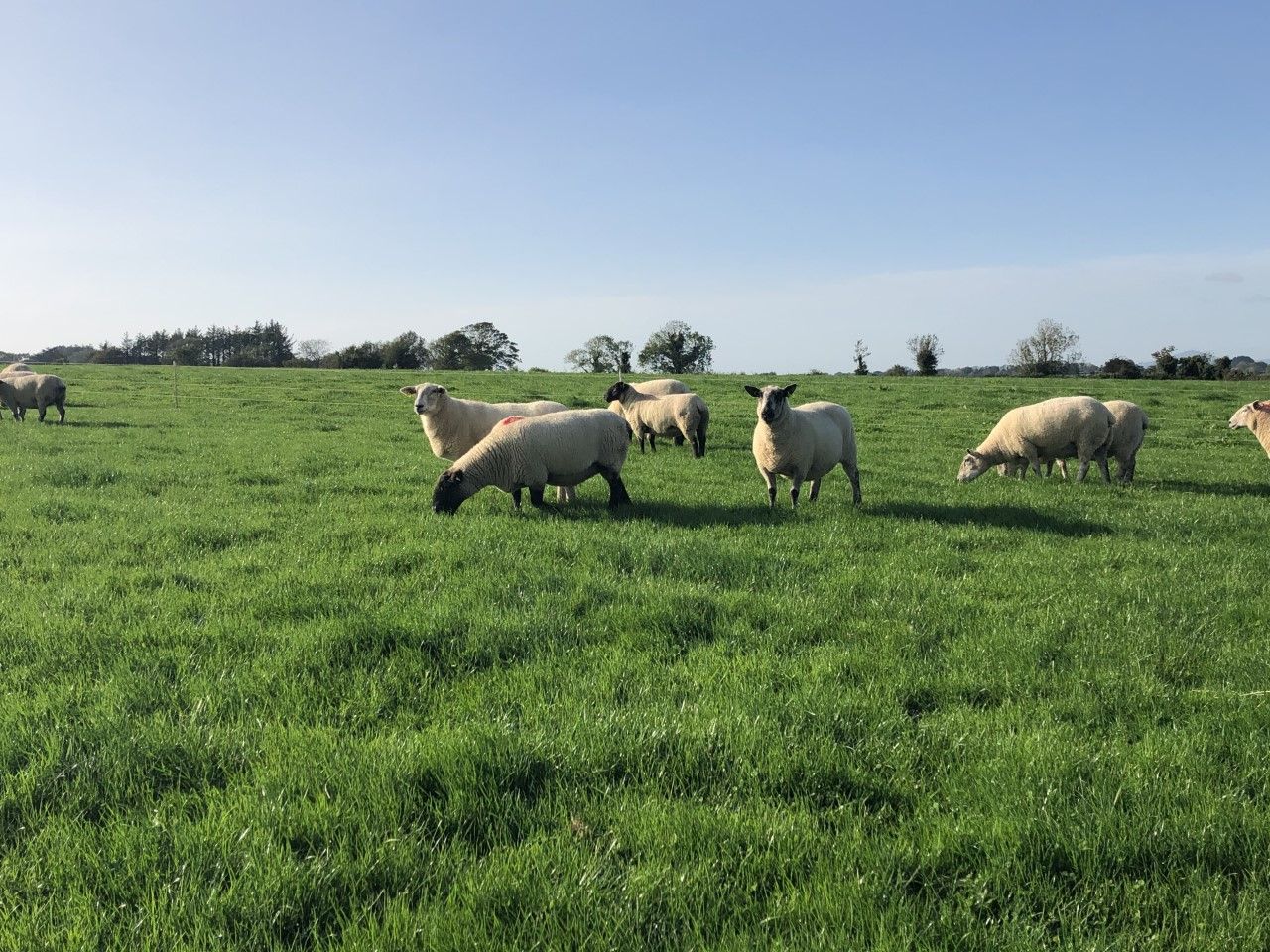 Top price of €220/head recorded at clearance sale of 200-ewe flock at Carnew Mart
