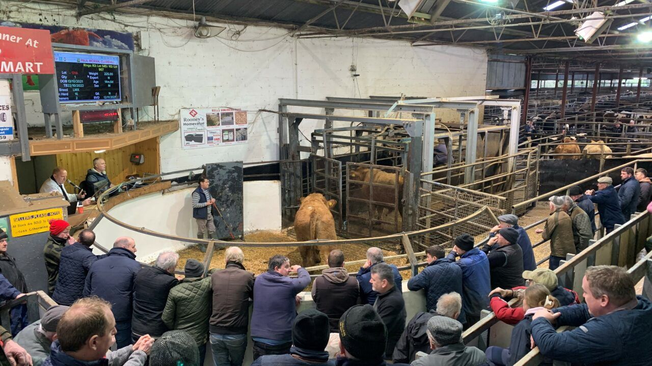 Quality bullocks still clearing €3/kg at marts over weekend