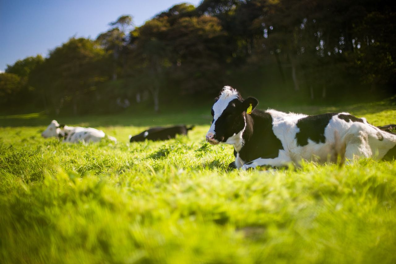 Teagasc appoints permanent head of climate centre