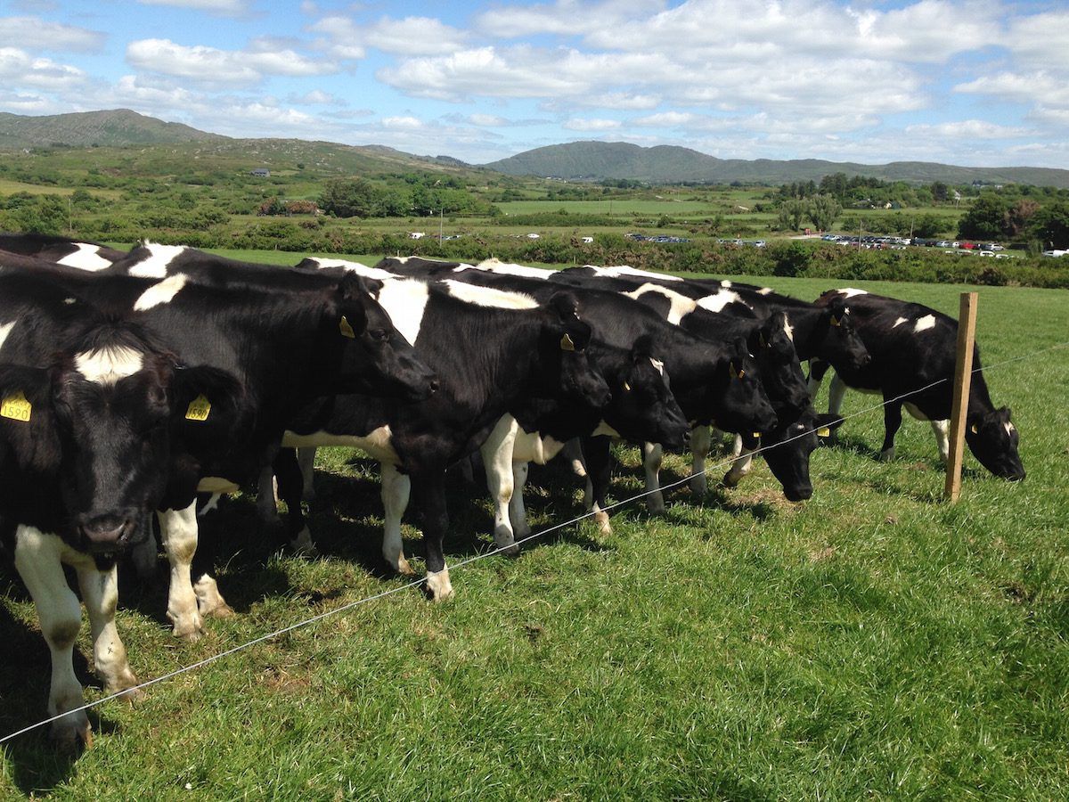 Dairy expansion drives greenhouse gas emissions up in 2015