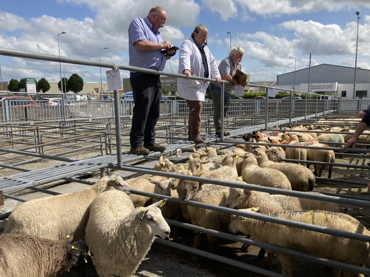 Pics and prices: Ewe lambs in demand at Roscommon Mart