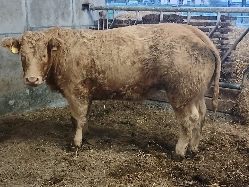 A sample of the herd progeny