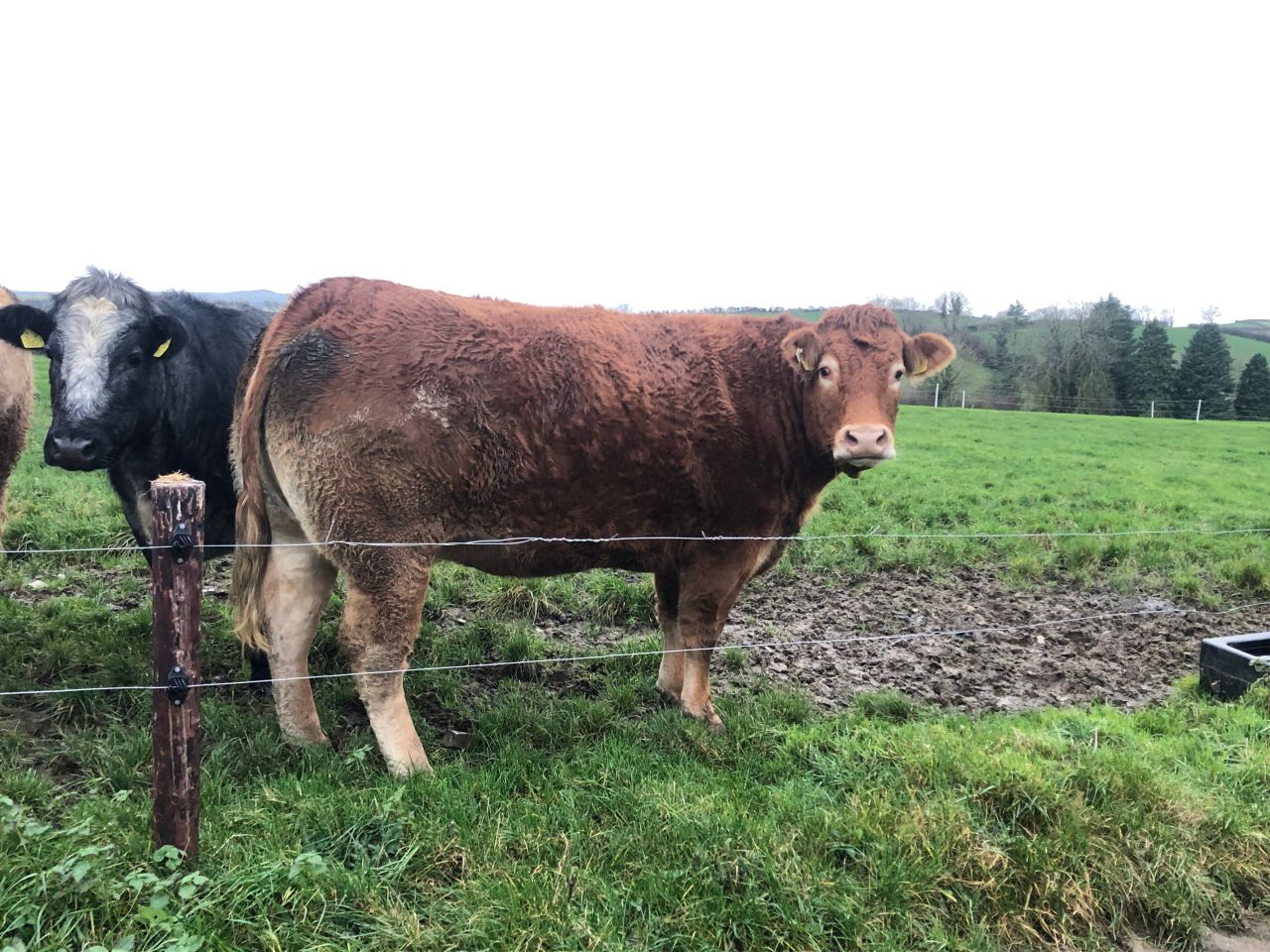 Beef trade: Factories agreeing flat-price deals to secure prime cattle