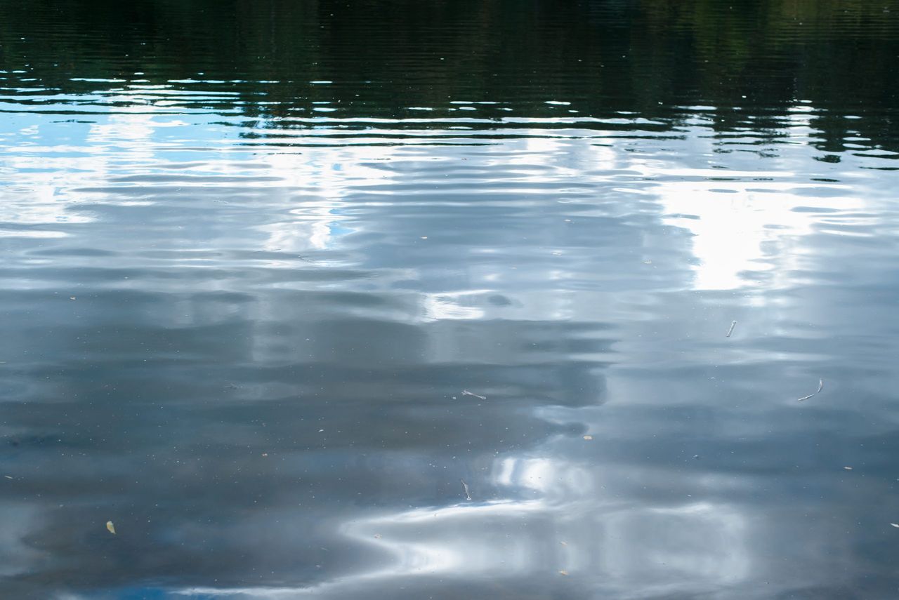 TD: 'I saw a 5ft pile of manure draining directly into Lady's Island Lake'
