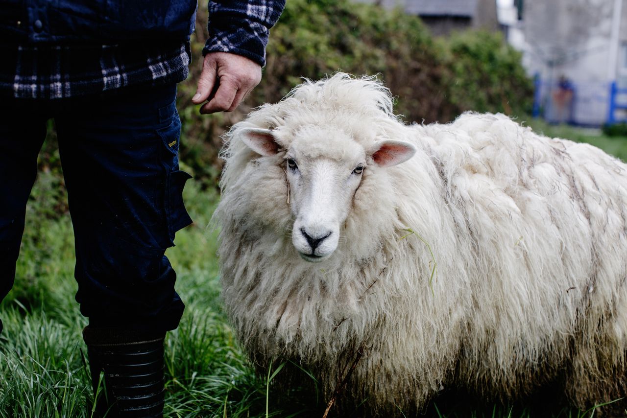 Woollen mills increases number of partner farmers