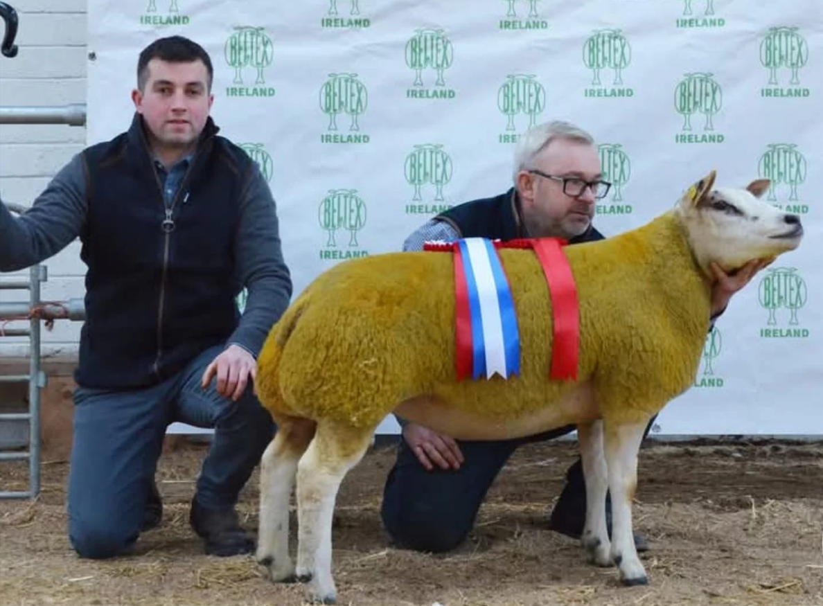 Results from Beltex society show and sale at Tullamore