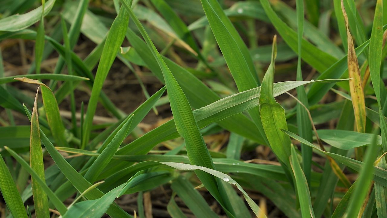 Dealing with annual meadow grass and BYDV in autumn cereal crops