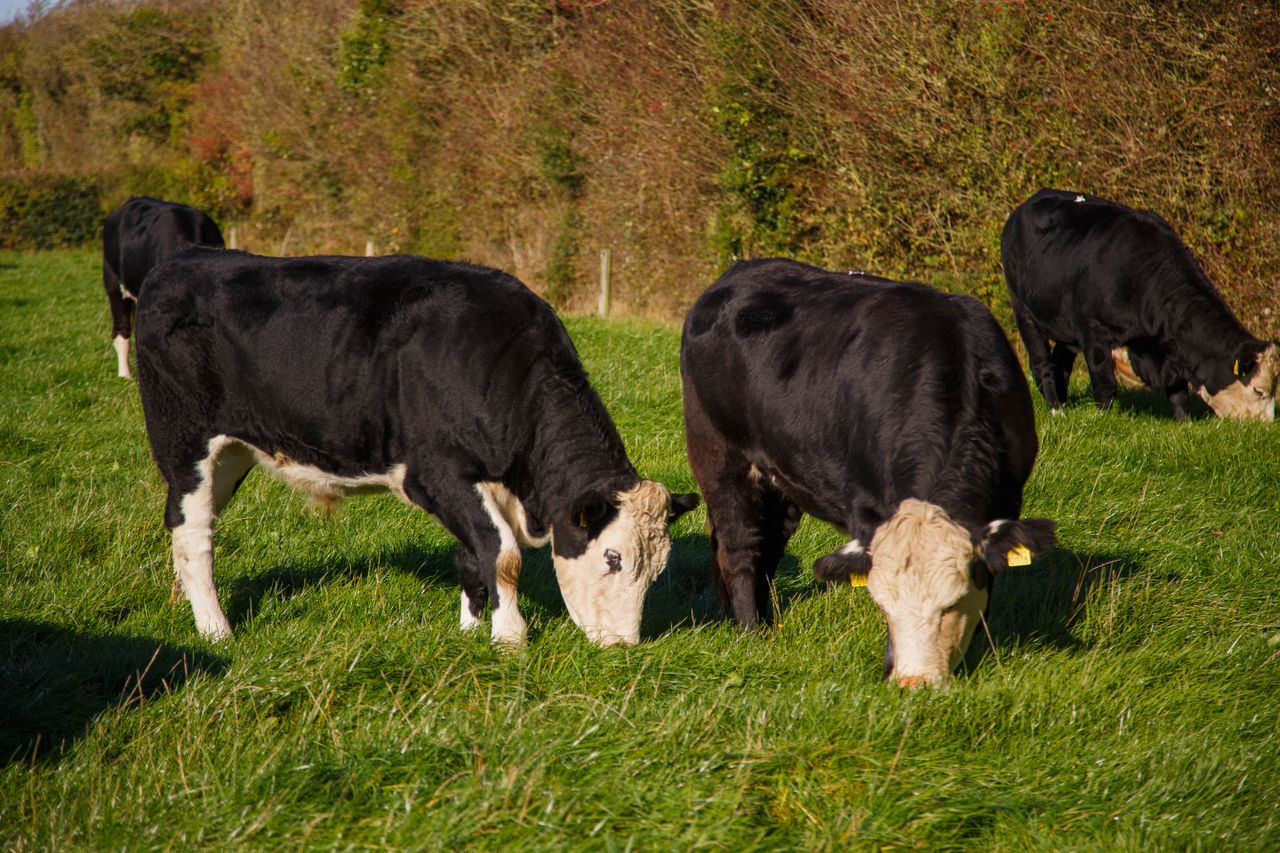 Hereford Prime and Kepak to host free info event in Athlone