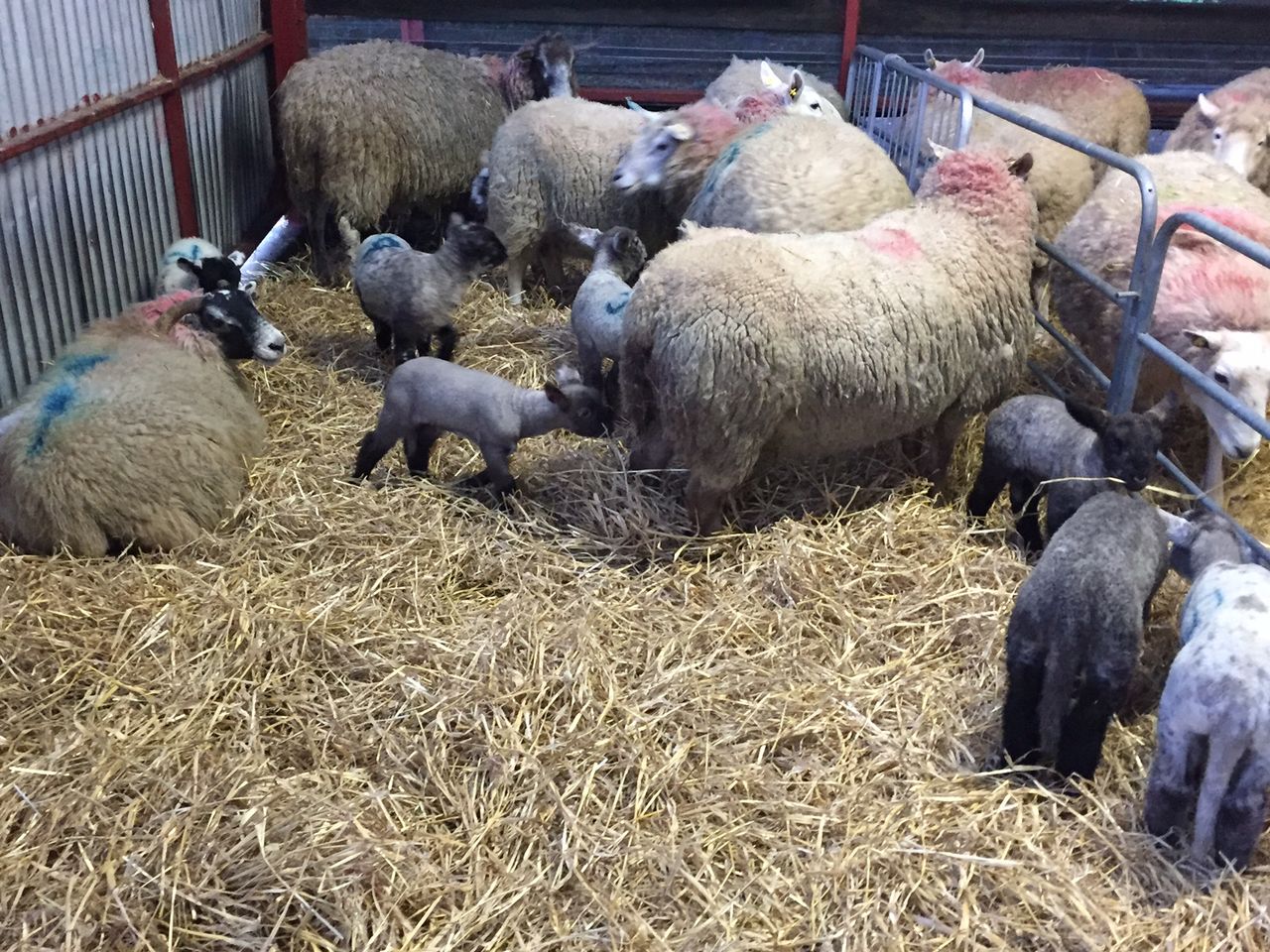 'Disappointing' scanning results for early lambing flocks