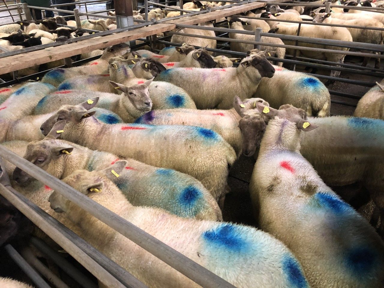 Sheep marts: Stronger trade for finished lambs in places despite pull in factory prices