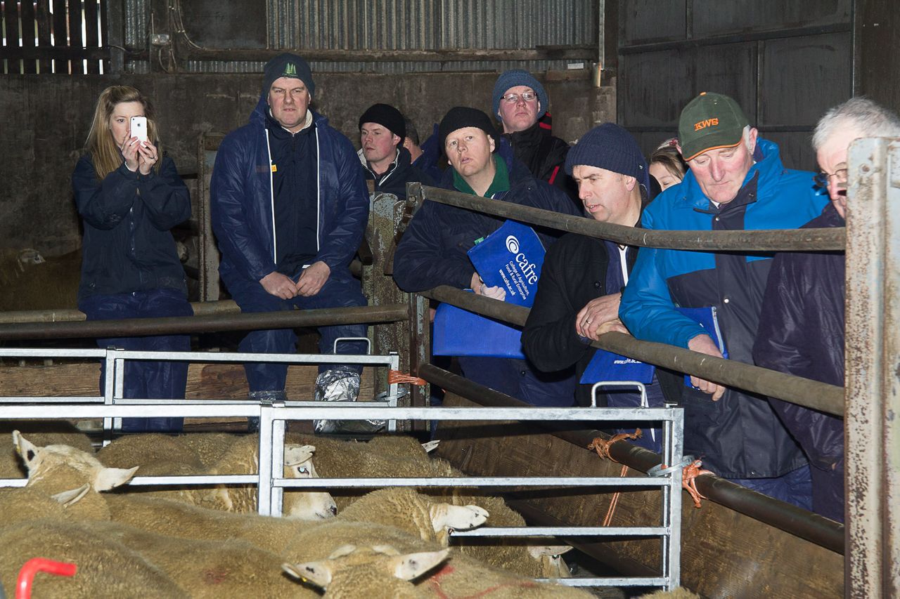 Farmers see sheep equal milk for margins