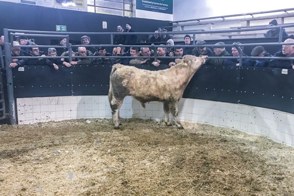 'Northern buyers have been a big help ringside these past few months'