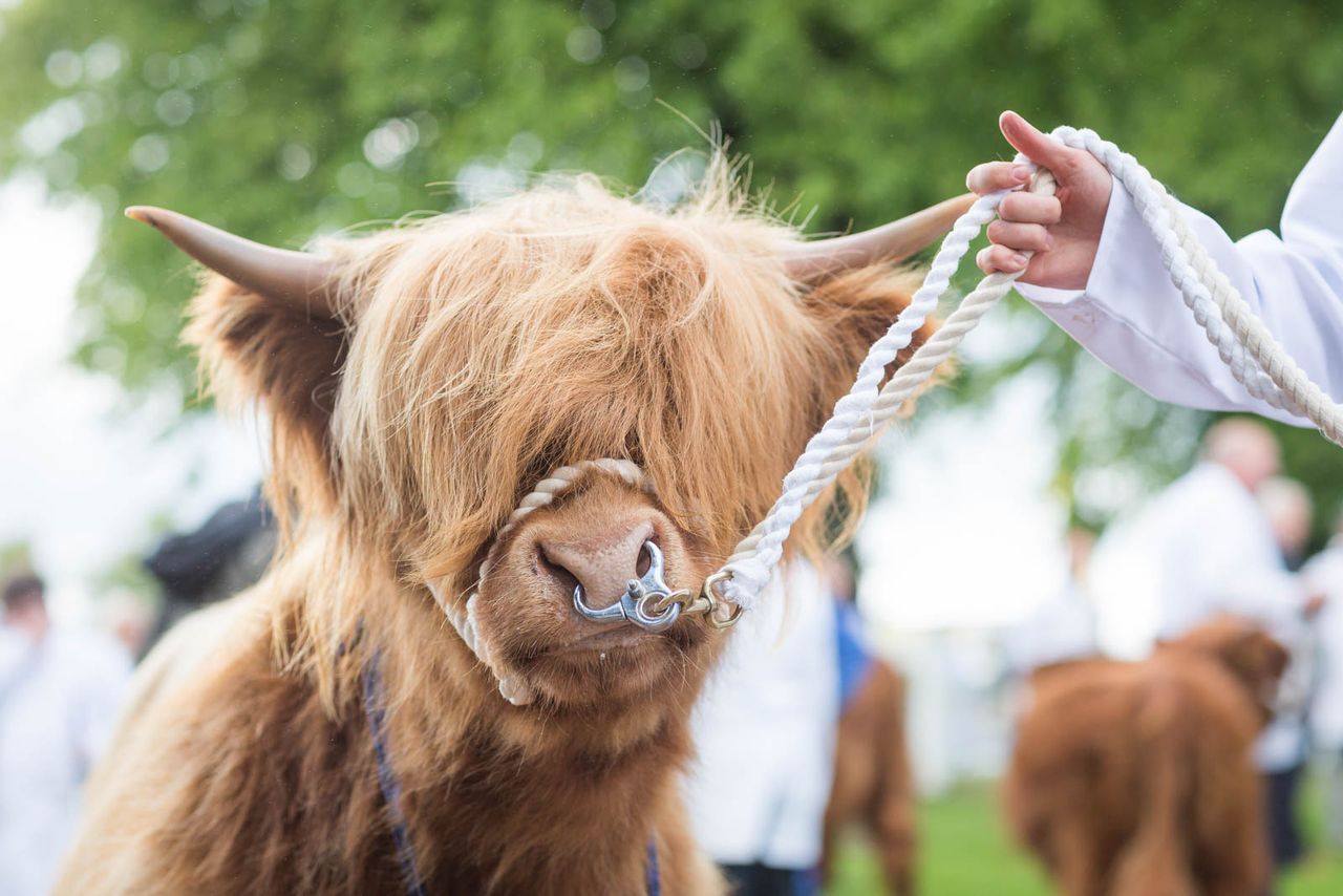 Plans for 'closed doors' showcase as 2021 Highland Show is shelved