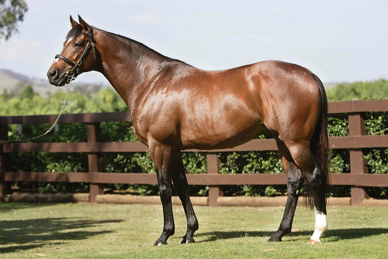 Register your equine stock, Department of Agriculture advises