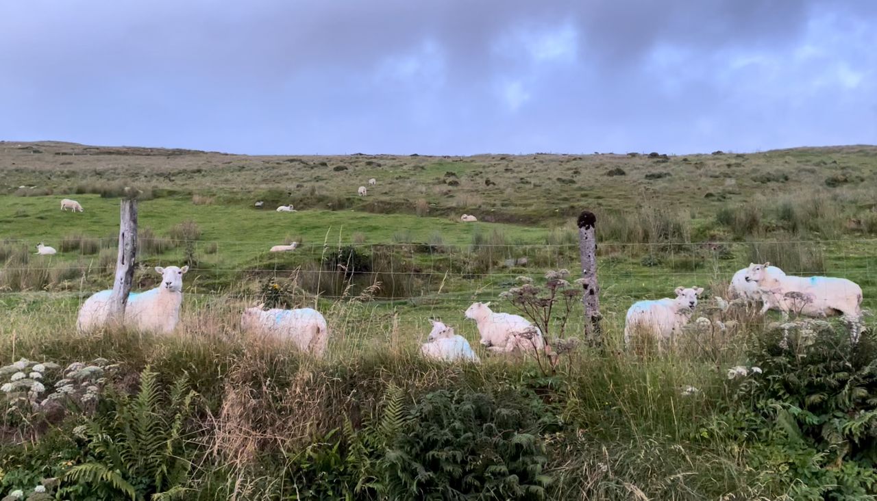 Sheepmeat exports down again in 2025 in both value and volume