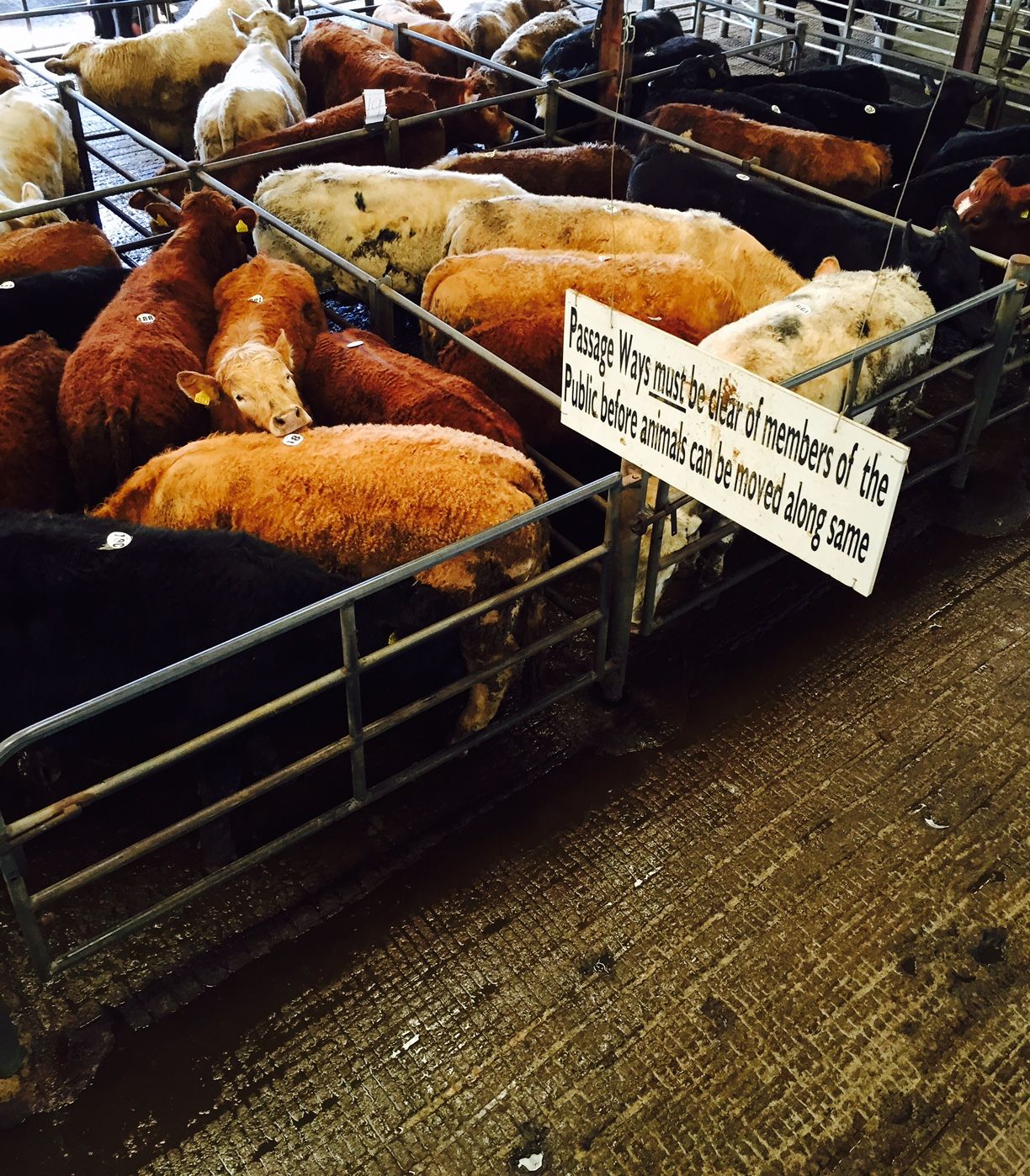 'Disconnect emerging between store and finished cattle prices'