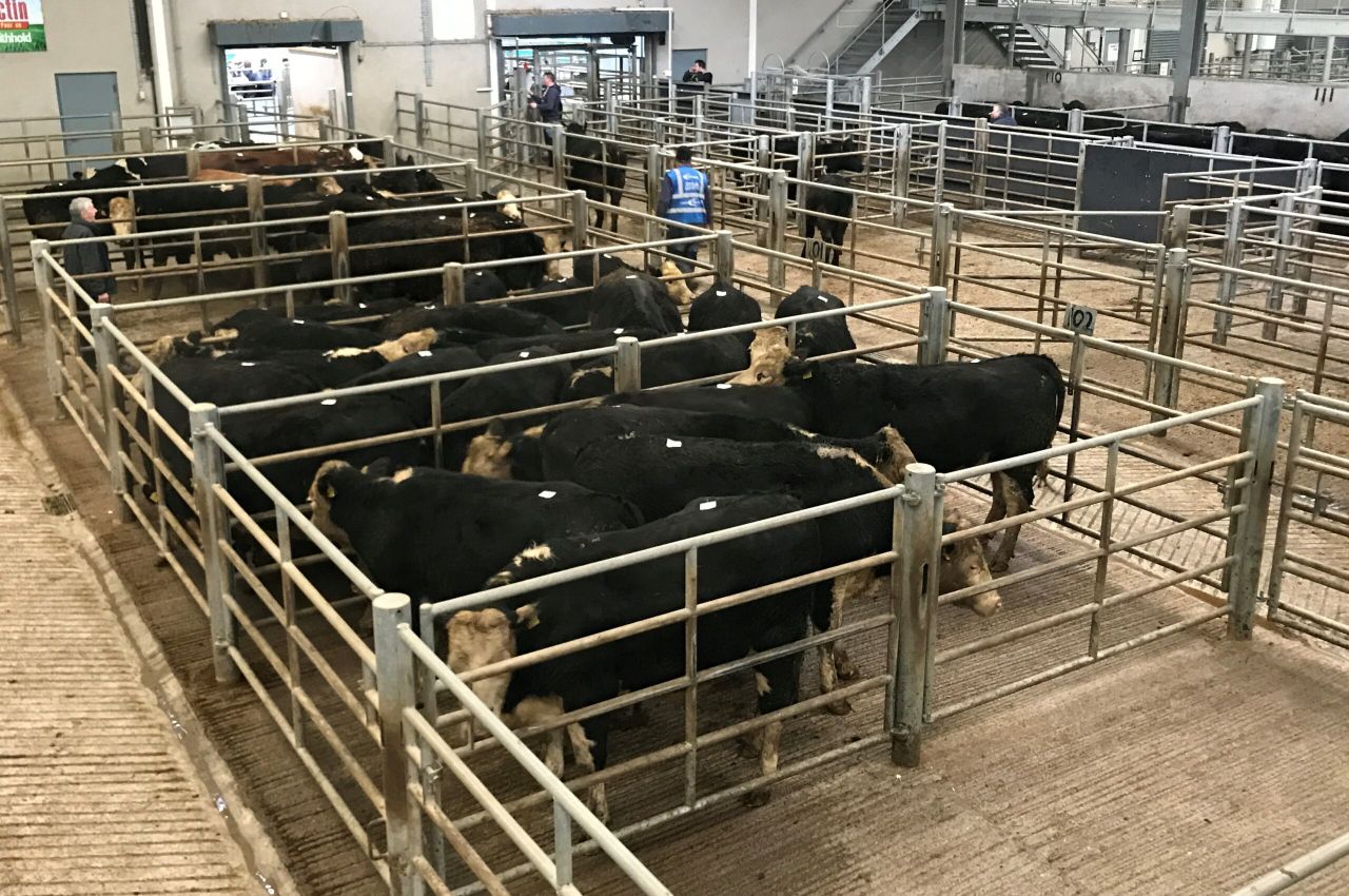 Mart trade: Weanling bulls prove popular as marts brace for reopening