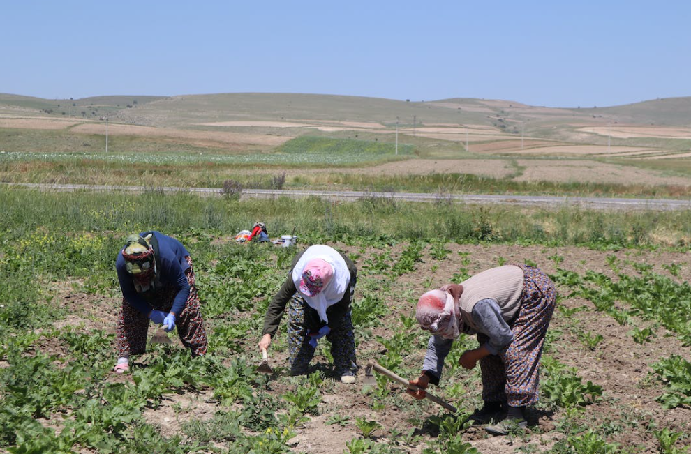 Food system has suffered 'unprecedented shock' global institutions warn