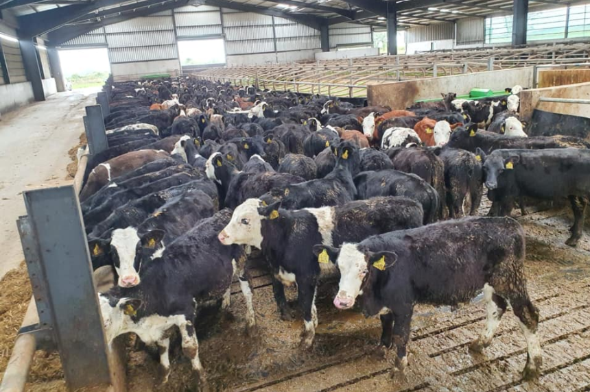 Spring-born bulls and heifers wanted for export