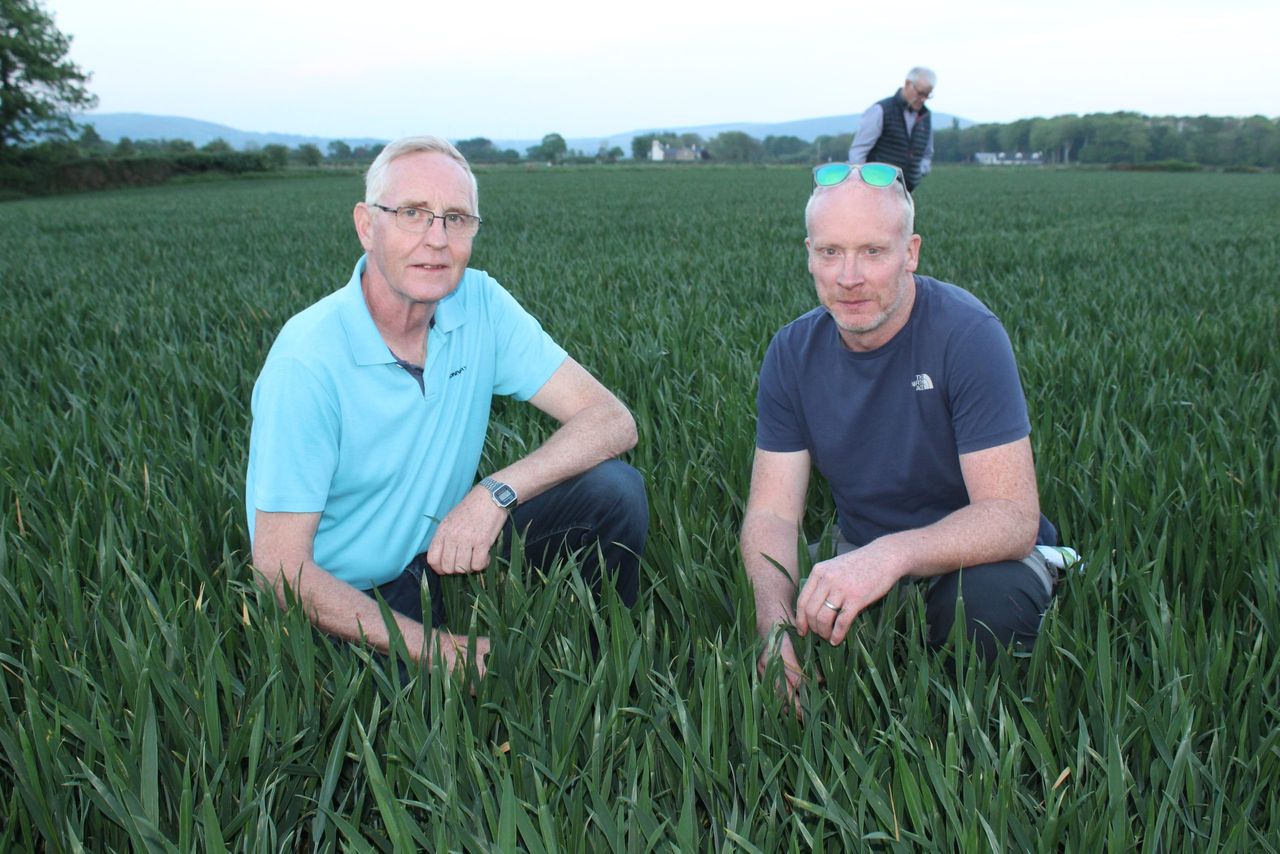 Winter wheat: The drive to prevent septoria is on