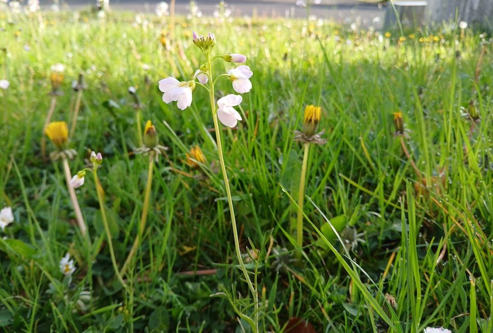 Free nature summer school to highlight Longford's wildlife treasures