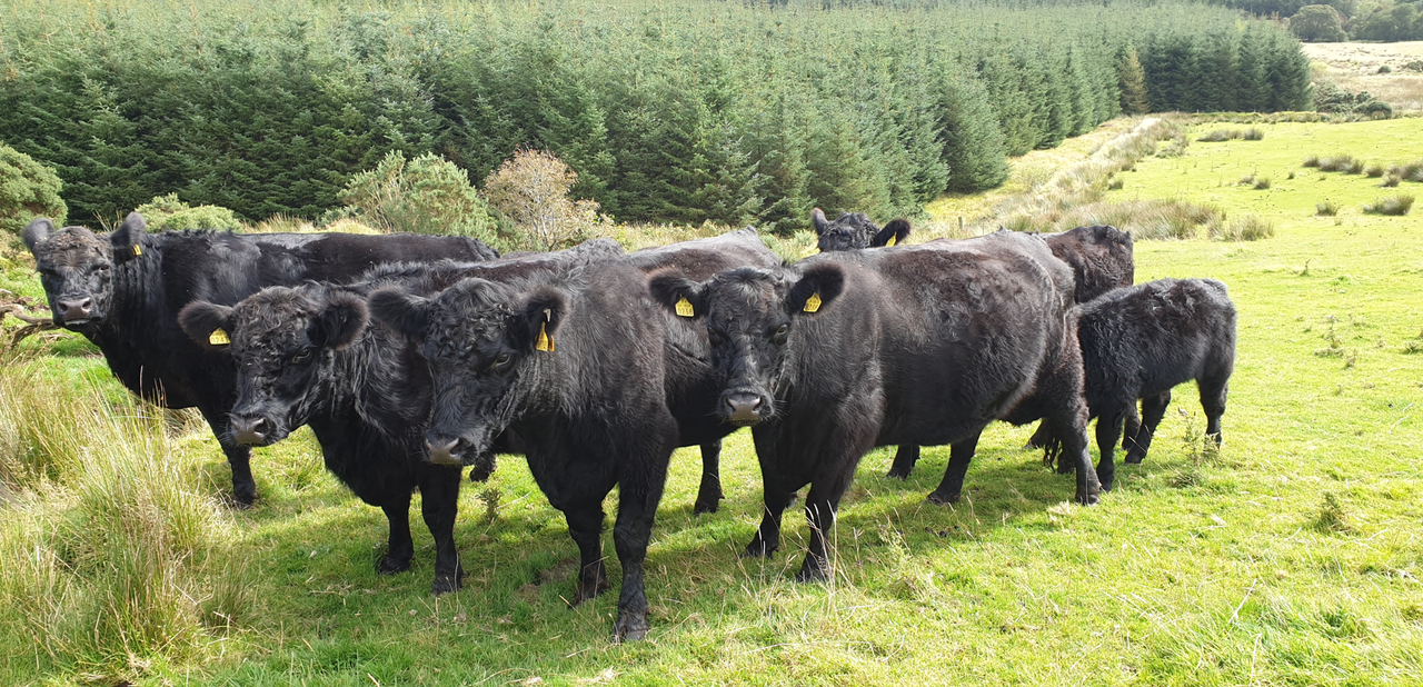 NI beef and sheep industry left in 'state of deep shock'