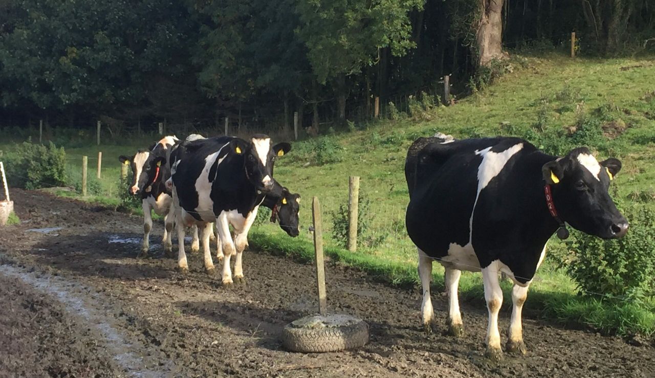 Ornua's PPI for July remains relatively static