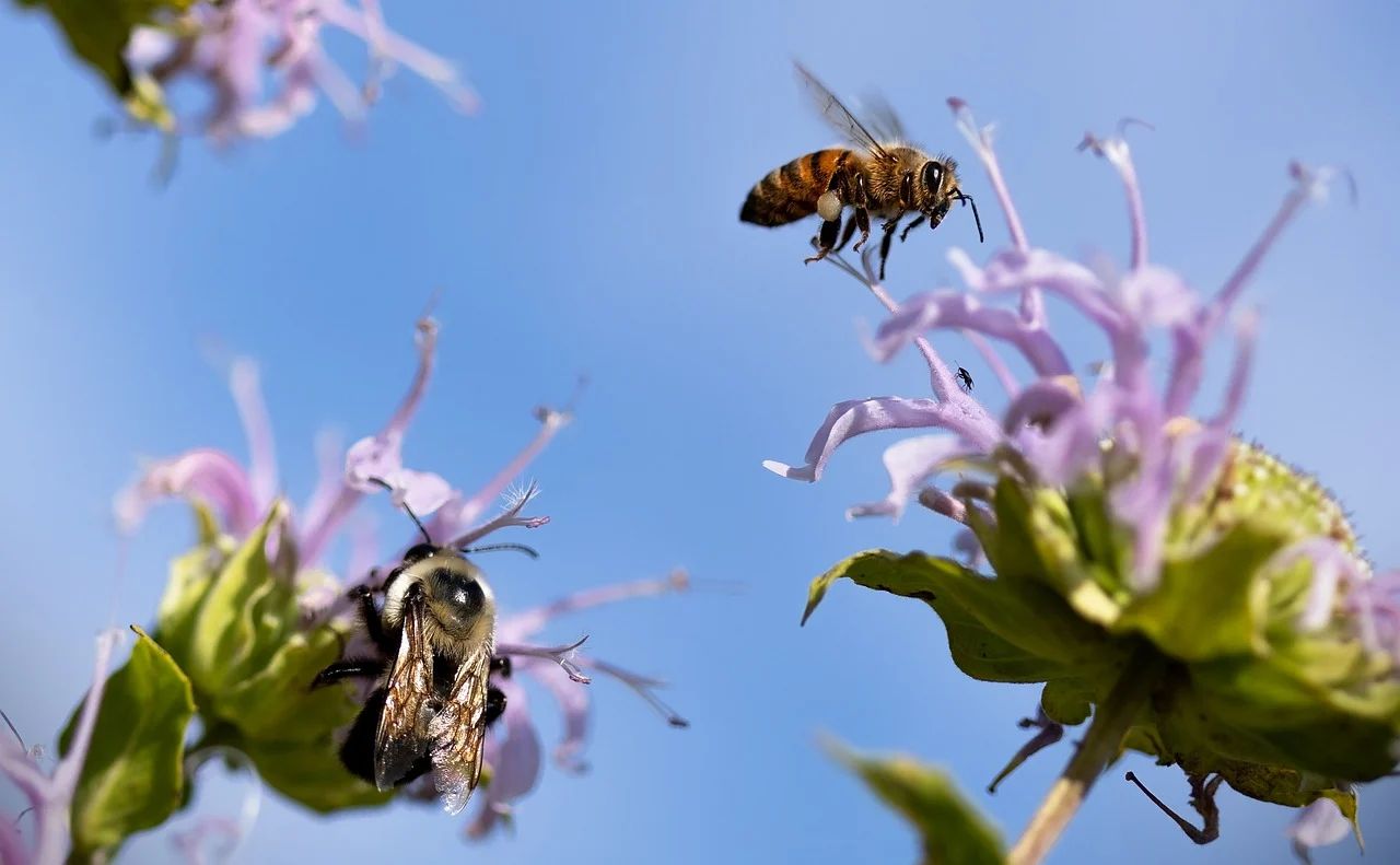 Galway set abuzz ahead of first Wild Bee Festival