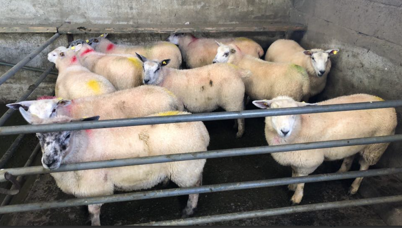 Sheep trade: Spring lamb supplies down 25% this year