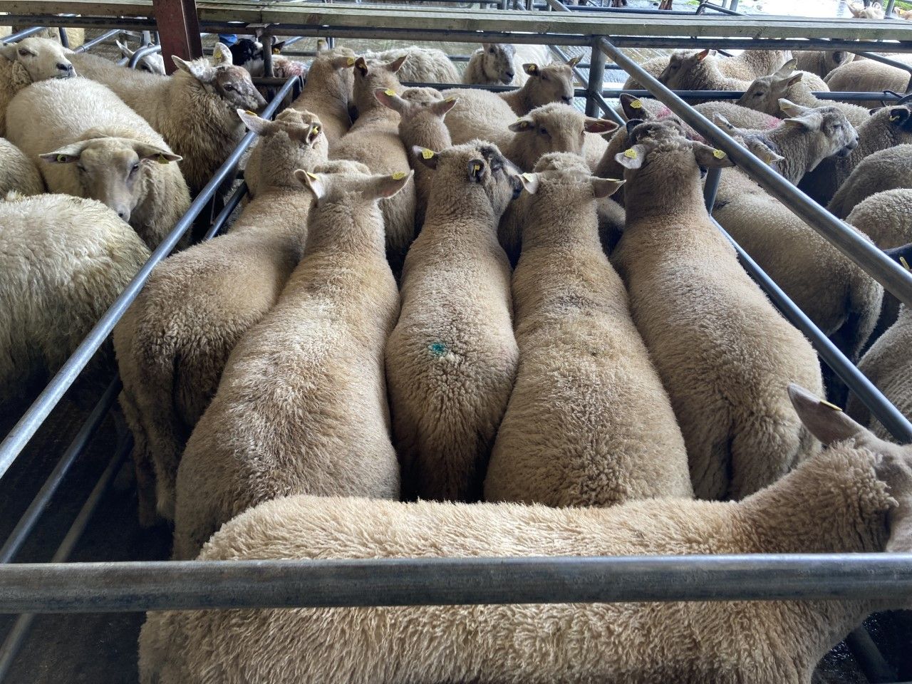 Sheep trade: Prices steady after Easter