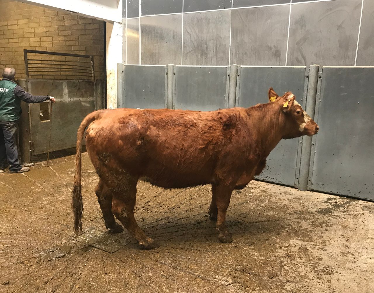 Bull and cow slaughter numbers fall