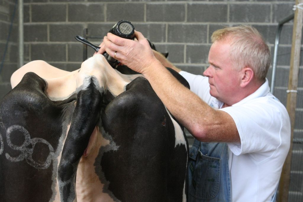 Entries for Diageo Baileys Champion Dairy Cow competition up on last year
